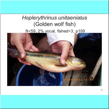 Hoplerythrinus unitaeniatus.png